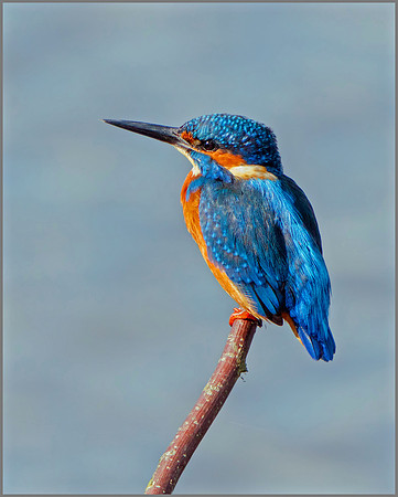 Common Kingfisher (Alcedo atthis), Upton Warren NR, September 2016
