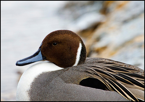 Pintail, Slimbridge WWT, 11 February 2010