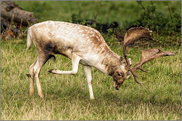 Fallow Deer Buck (Dama dama), Charlecote Park, October 2016