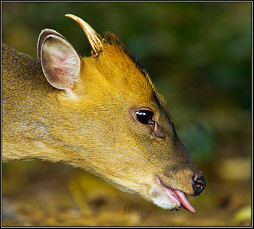 Muncjac, Warwickshire, 04 November 2010