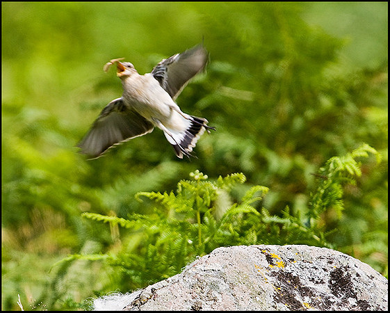 Wheatear, North Wales, 24 July 2009