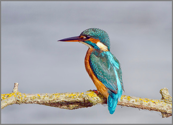Kingfisher (Alcedo atthis), Upton Warren, September 2014