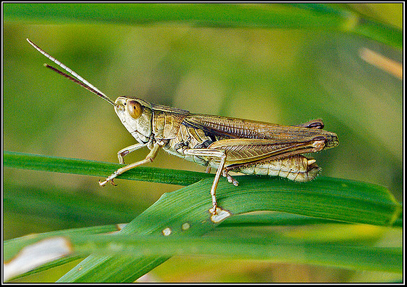 Common Green Grasshopper, Hanbury, 01 August 2011