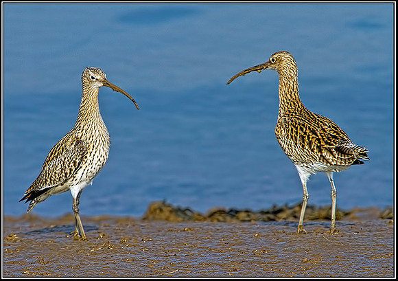 Curlew, Norfolk, April 2012 w3