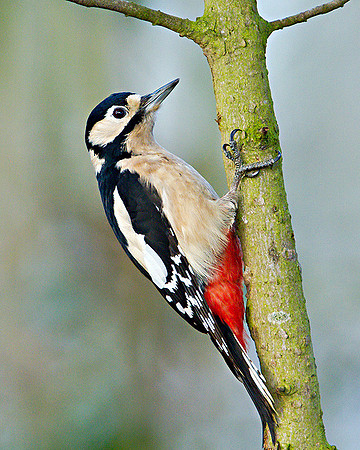 Great Spotted Woodpecker, Hillers, January 2011