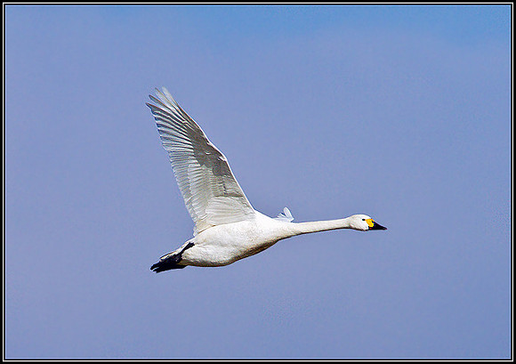 Bewick's Swan, Slimbridge, March 2011