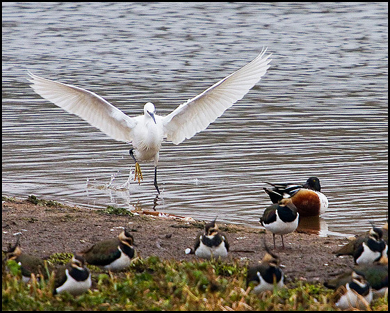 Little Egret, Upton Warren Moors, 17 February 2010