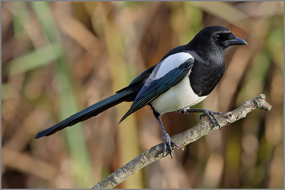 Magpie (Pica pica), Upton Warren, November 2014