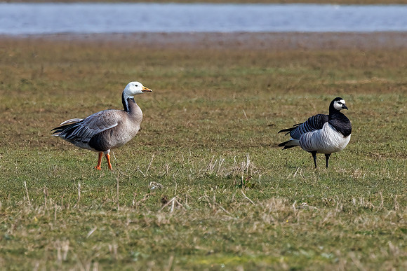 Bar-headed Goose hybrid with Barnacle Goose, Slimbridge WWT, March 2022