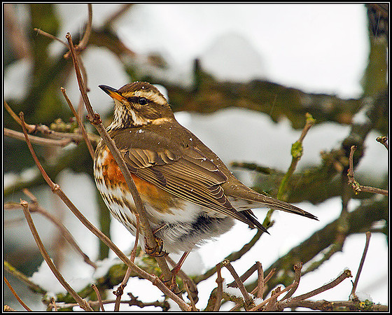 Redwing, Garden, December 2010