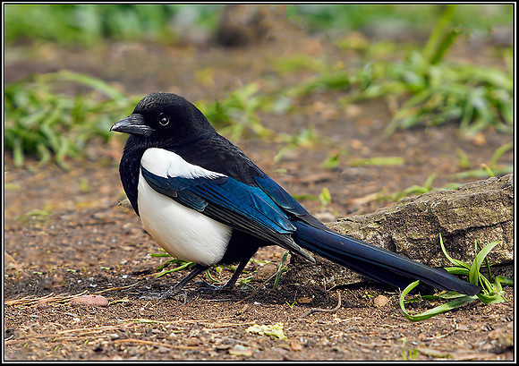 Juvenile Magpie, Warwickshire, 20 April 2012