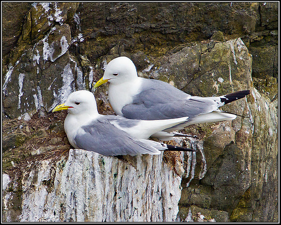Kittiwakes, Anglesey, 12 May 2011