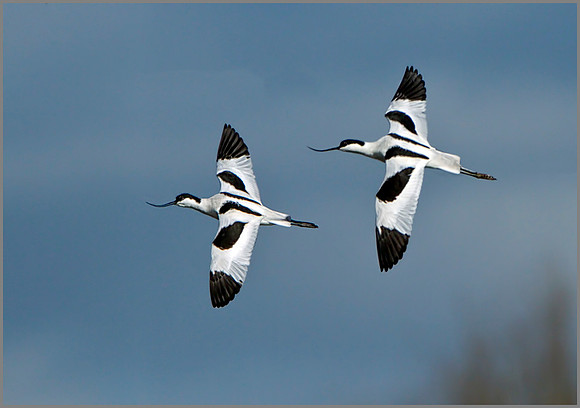 Avocets (Recurvirostra avosetta), Upton Warren NR, March 2014