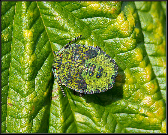Green Shield Bug Larva, Bromsgrove, 11 September 2011