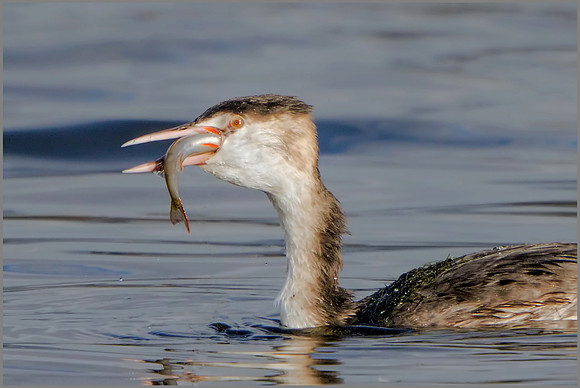 Great Crested Grebe (Podiceps cristatus), Upton Warren NR, October 2016