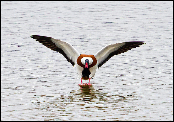 Shelduck, Upton Warren Moors, 22 February 2010