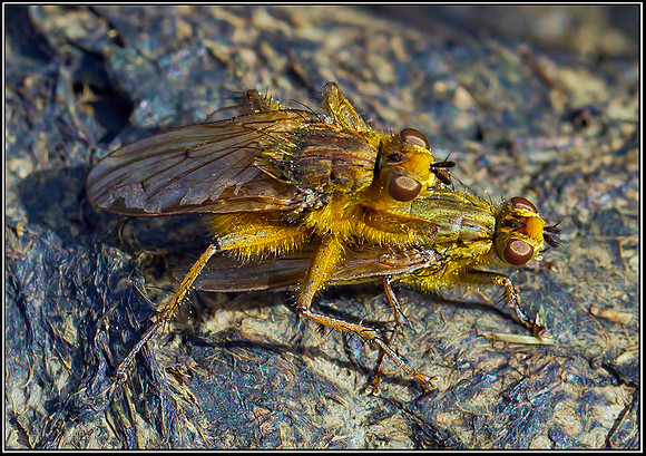 Yellow Dung Flies, Hanbury, 06 May 2012