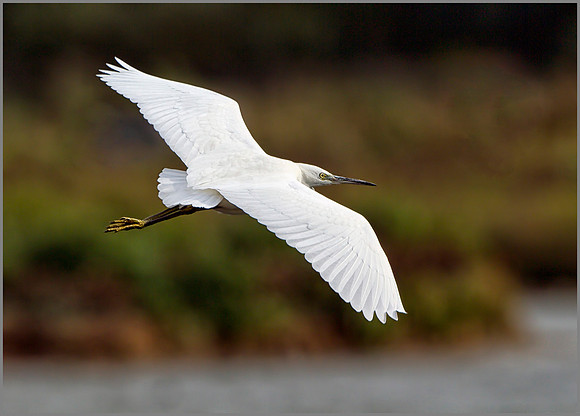 Little Egret (Egretta garzetta), Upton Warren, October 2014