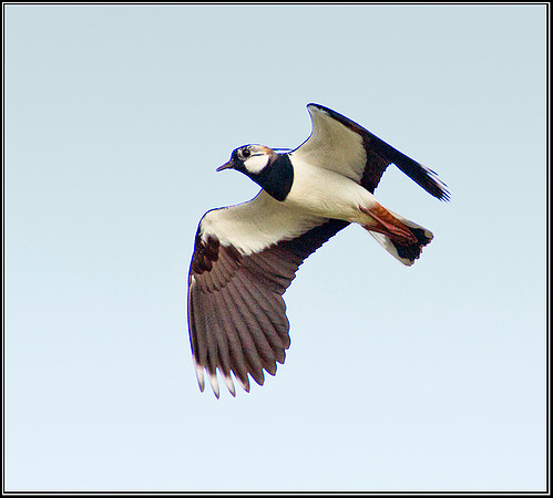 LAPWING, Upton Warren Flashes, 18 March 2012