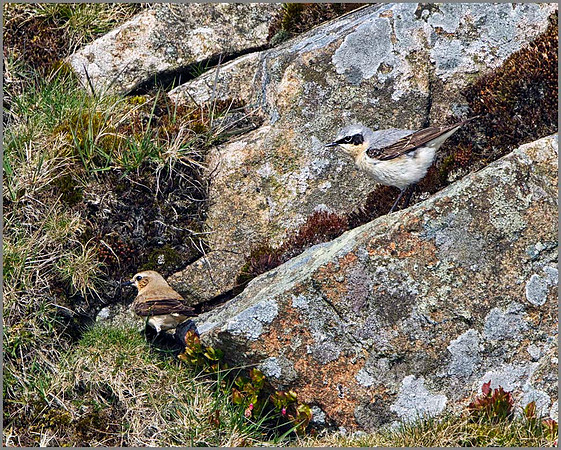 Northern Wheatears (Oenanthe oenanthe), Shropshire, April 2014