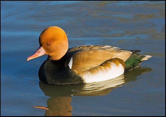 Red-crested Pochard, Slimbridge, 03 January 2009