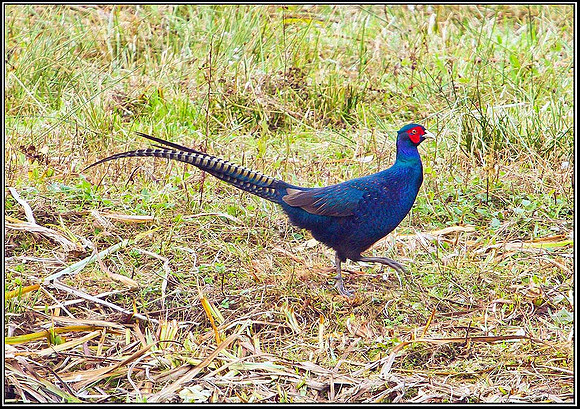 Pheasant, Upton Warren Moors, 18 September 2010