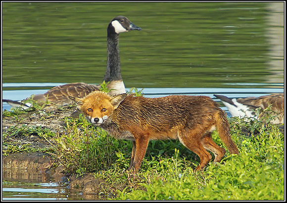 Fox, Upton Warren Moors, 25 June 2012