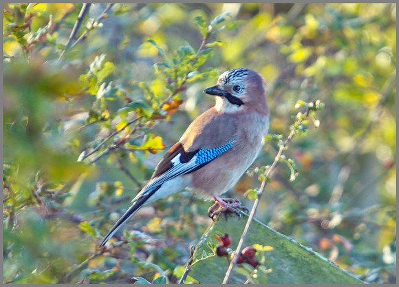 Jay, Upton Warren, November 2009