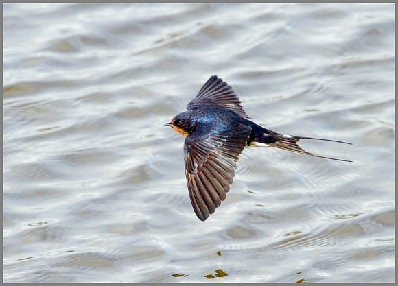 Barn Swallow, Upton Warren NR, 30 April 2012
