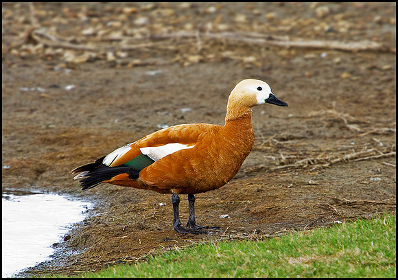 Ruddy Shelduck, Upton Warren Flashes, 30 April 2010