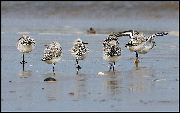 Sanderlings, Titchwell, April 2009