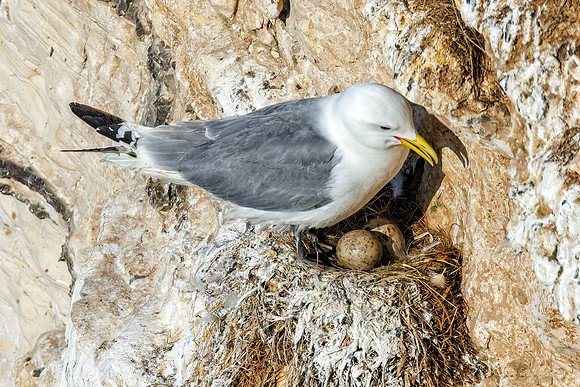 Black-legged Kittiwake - Rissa tridactyla, Yorkshire, June 2022