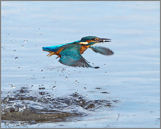 Male Kingfisher (Alcedo atthis), Upton Warren, October 2014