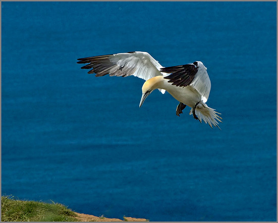 Gannet (Morus bassanus), Bempton Cliffs, June 2014