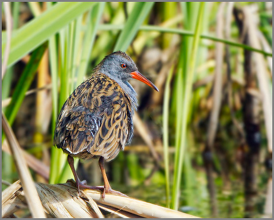 Water Rail (Rallus aquaticus), Upton Warren NR, August 2014