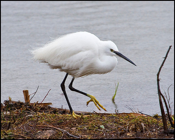 Little Egret, Upton Warren Moors, 17 February 2010