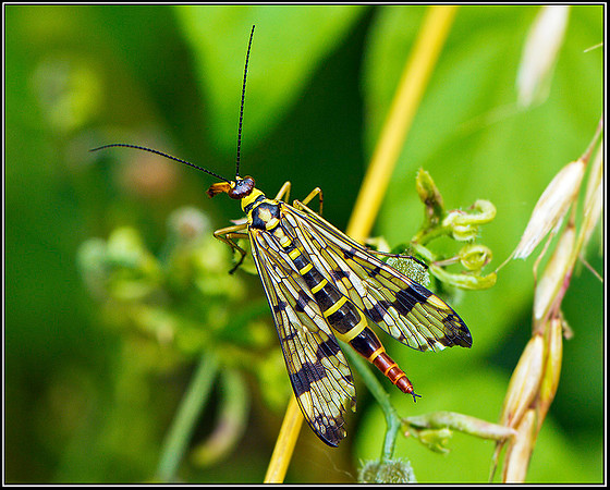 Female Scorpion Fly, Upton Warren Moors, 26 July 2011