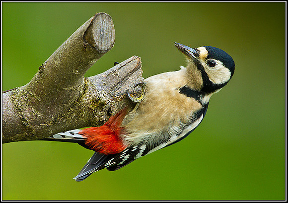 Great Spotted Woodpecker, Bromsgrove, 13 December 2009