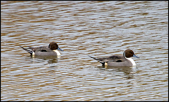 Pintail, Upton Warren Moors, 08 February 2010