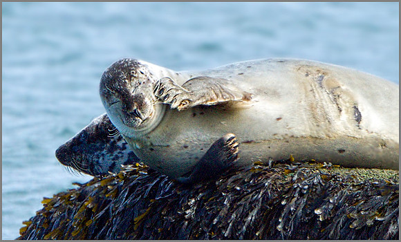 Common Seals (Phoca vitulina), Anglesey, April 2014