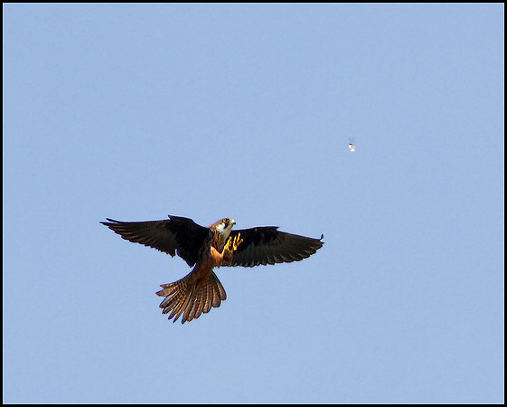 Eleonora's Falcon, Mallorca, May 2010