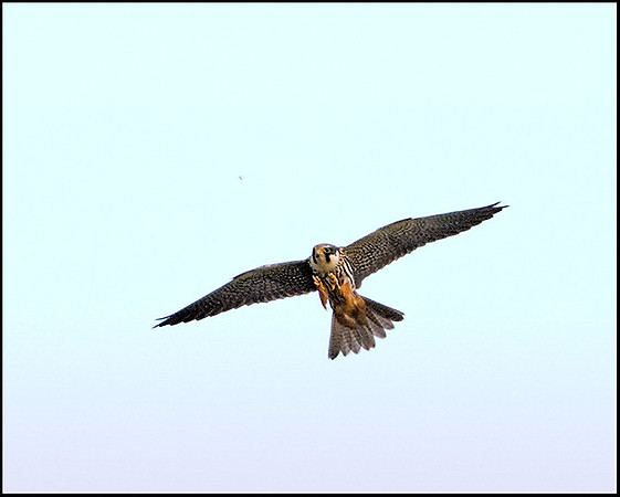 Hobby, Upton Warren Moors, 07 May 2009