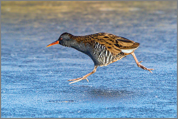 Water Rail (Rallus aquaticus), Upton Warren, February 2015