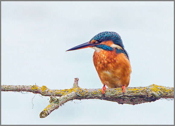 Female Kingfisher (Alcedo atthis), Upton Warren, September 2014