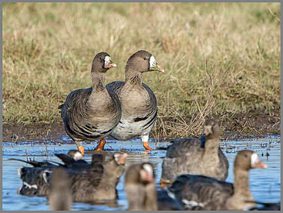 White-fronted Geese (Anser albifrons), Slimbridge, December 2014