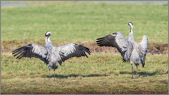 Common Cranes (Grus grus) Displaying, Slimbridge WWT, November 2014