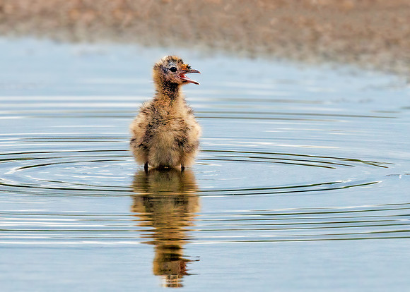 Black-headed Gull Chick - Chroicocephalus ridibundus, Upton Warren NR, May 2022