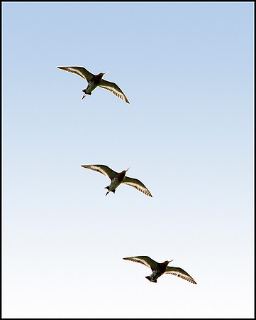 Black-tailed Godwits, Upton Warren Flashes, May 2010