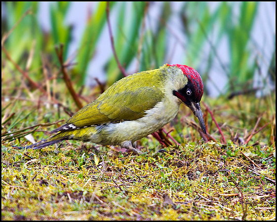 Green Woodpecker, Upton Warren Moors, 29 March 2010