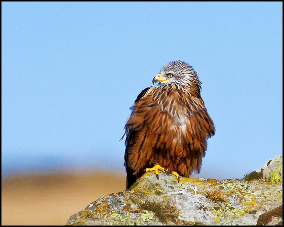 Red Kite, Elan Valley, 09 March 2010